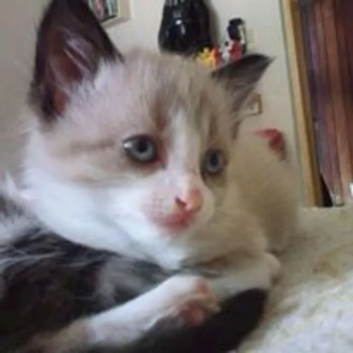 Gato ra a Vira Latas idade 2 a 6 meses nome Sem Nome