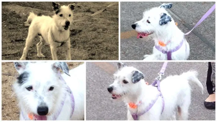 Cachorro raça SRD idade 2 anos nome Valentina