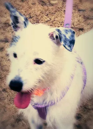 Cachorro raça SRD idade 2 anos nome Valentina