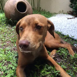 Cachorro raça Vira lata  idade 2 anos nome Brown