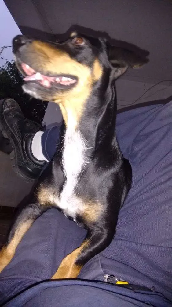 Cachorro raça Baçê idade 4 anos nome Mel
