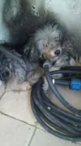 Lola
