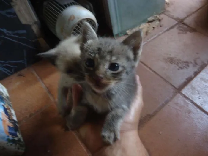 Gato ra a comum idade Abaixo de 2 meses nome sem nome