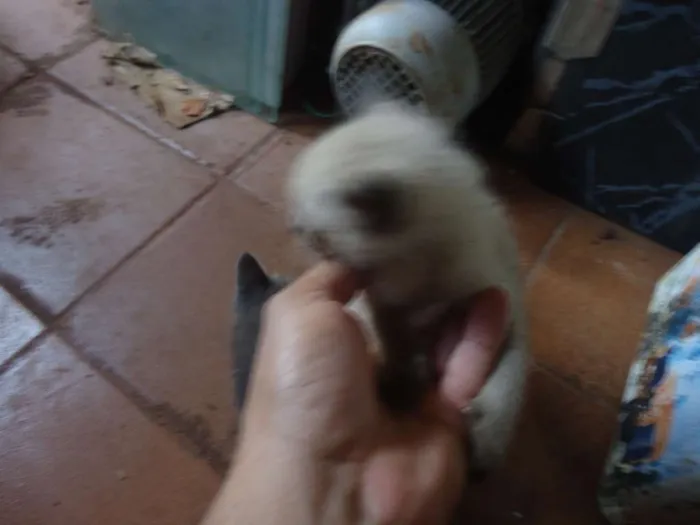 Gato ra a comum idade Abaixo de 2 meses nome sem nome