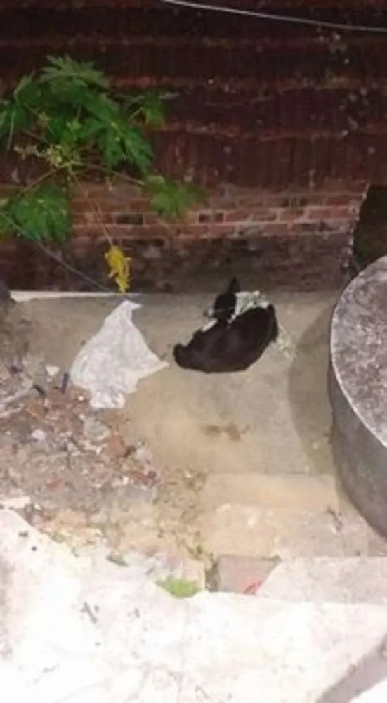 Cachorro ra a vira lata idade 5 anos nome pretinha
