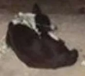 Cachorro raça vira lata idade 5 anos nome pretinha