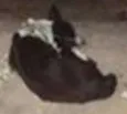 pretinha