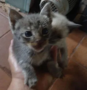 Gato raça comum idade Abaixo de 2 meses nome sem nome