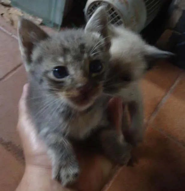 Gato ra a comum idade Abaixo de 2 meses nome sem nome