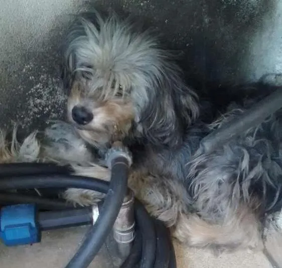 Cachorro ra a Poodle idade 6 ou mais anos nome Lola