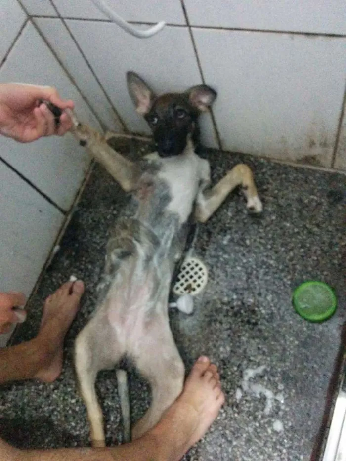 Cachorro ra a Vira-lata idade 2 a 6 meses nome Zuleide
