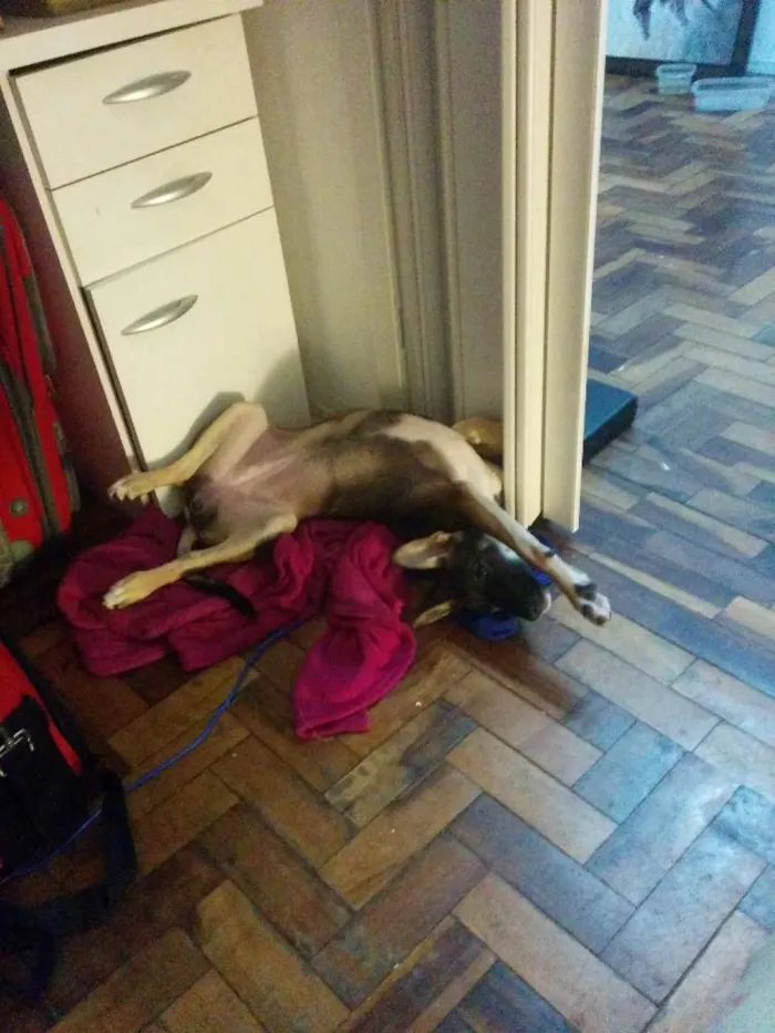 Cachorro ra a Vira-lata idade 2 a 6 meses nome Zuleide