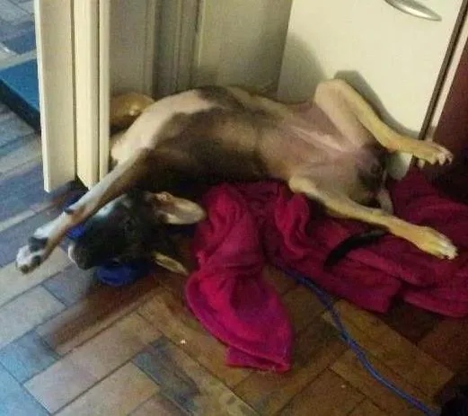 Cachorro ra a Vira-lata idade 2 a 6 meses nome Zuleide