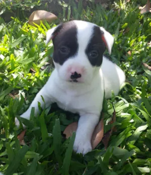 Cachorro raça SRD idade Abaixo de 2 meses nome ADOTE-ME