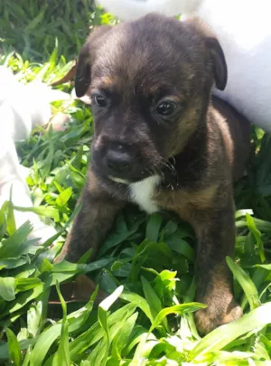 Cachorro raça SRD idade Abaixo de 2 meses nome ADOTE-ME