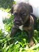Cachorro raça SRD idade Abaixo de 2 meses nome ADOTE-ME