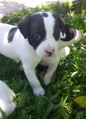 Cachorro raça SRD idade Abaixo de 2 meses nome Adote um aumigo!