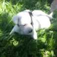 Cachorrinha