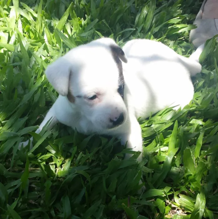 Cachorro ra a SRD idade Abaixo de 2 meses nome Cachorrinha