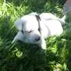 Cachorro raça SRD idade Abaixo de 2 meses nome Cachorrinha