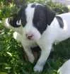 Cachorro raça SRD idade Abaixo de 2 meses nome Adote um aumigo!