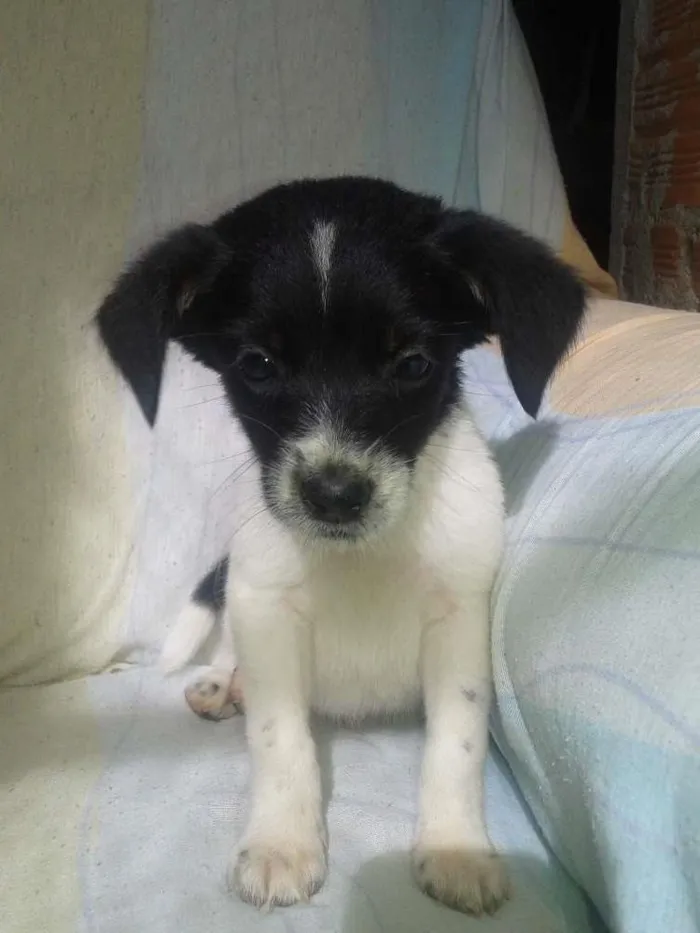 Cachorro ra a indefinida idade 2 a 6 meses nome melão