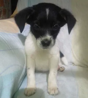 Cachorro raça indefinida idade 2 a 6 meses nome melão