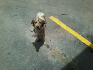 Cachorro raça  idade  nome sem nome