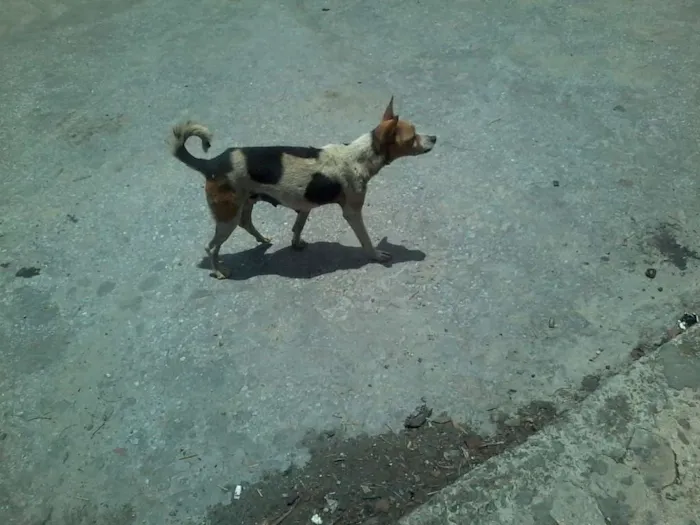 Cachorro raça  idade  nome sem nome