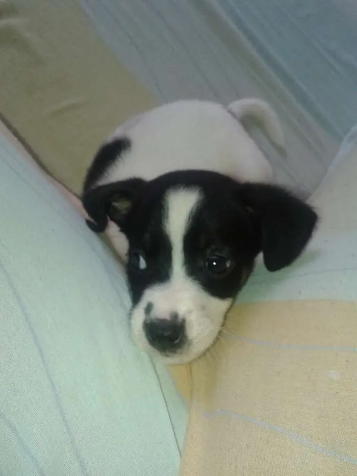 Cachorro ra a indefinida idade 2 a 6 meses nome bacon