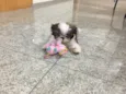 Zorro