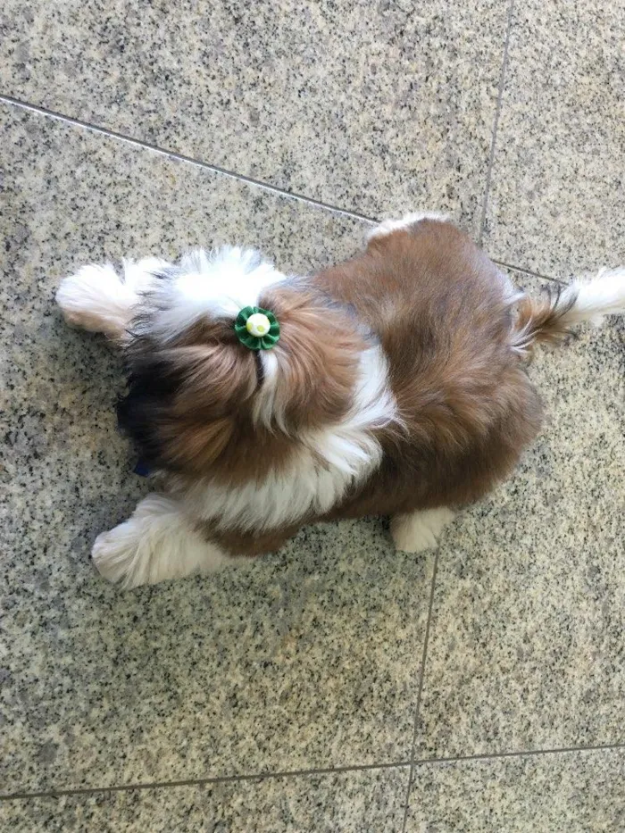 Cachorro ra a Shitszu  idade 2 a 6 meses nome Zorro