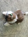 Zorro