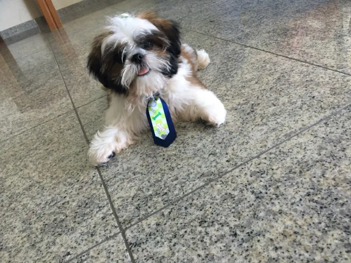 Cachorro ra a Shitszu  idade 2 a 6 meses nome Zorro