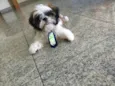 Zorro