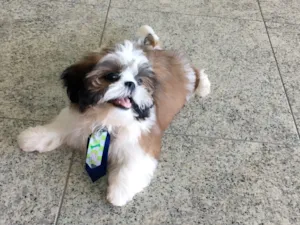 Cachorro raça Shitszu  idade 2 a 6 meses nome Zorro