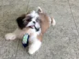 Zorro