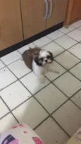 Zorro