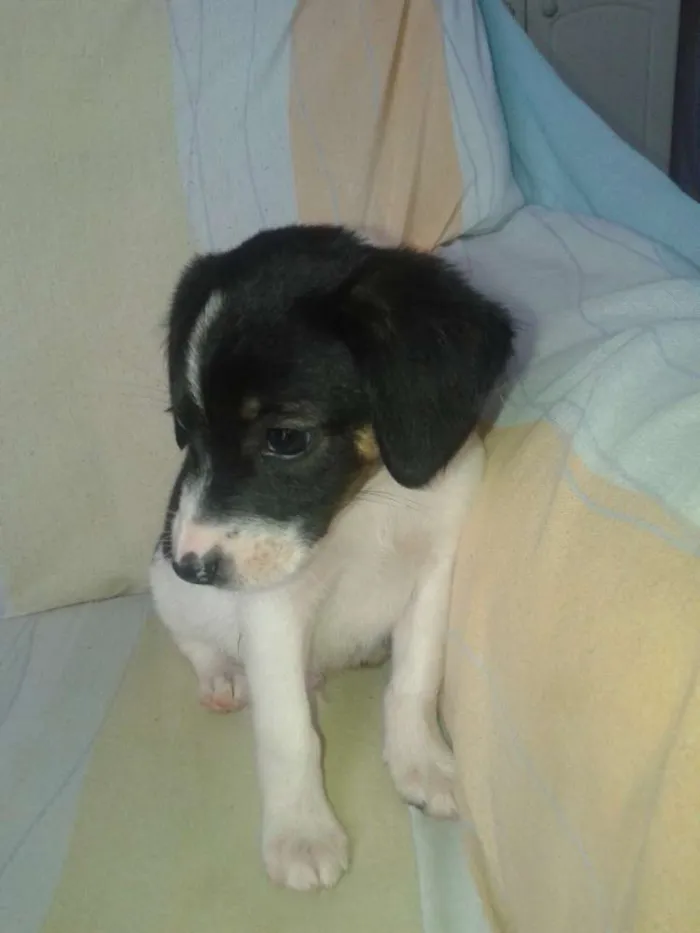 Cachorro ra a indefinida idade 2 a 6 meses nome taco