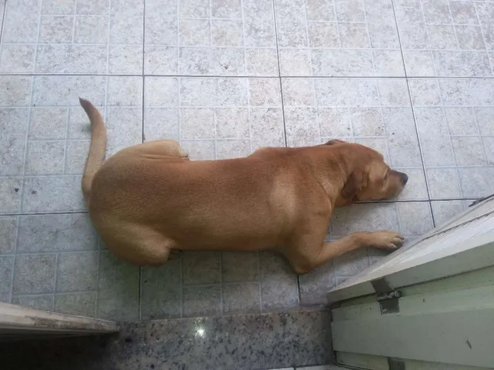 Cachorro ra a Mestiço idade 6 ou mais anos nome Zandor