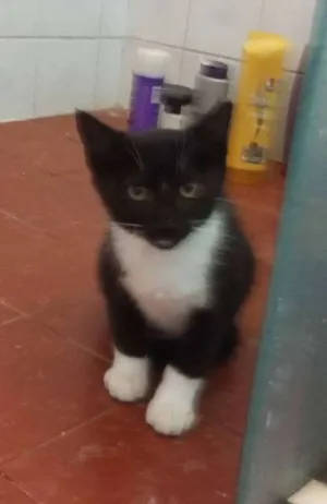 Gato raça SRD idade 2 a 6 meses nome Mick
