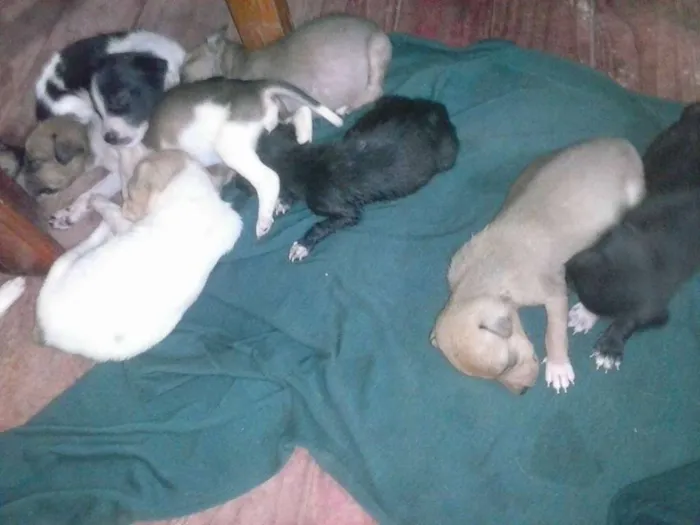 Cachorro ra a vira lata idade  nome Vaquinha
