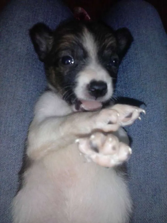 Cachorro ra a vira lata idade  nome Vaquinha