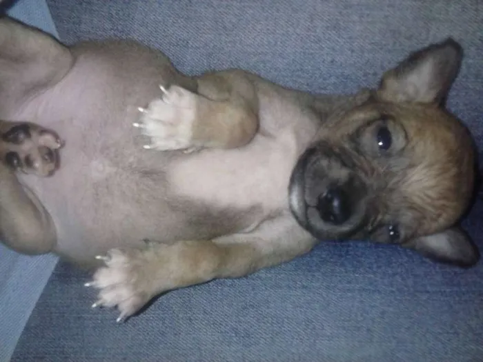 Cachorro ra a vira lata idade  nome Vaquinha