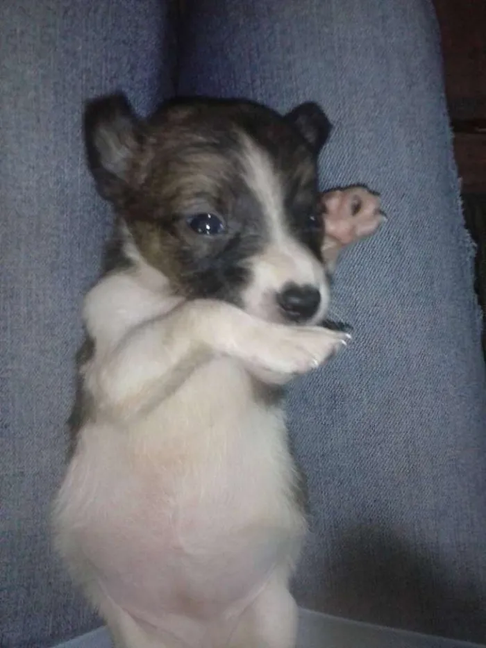 Cachorro ra a vira lata idade  nome Vaquinha