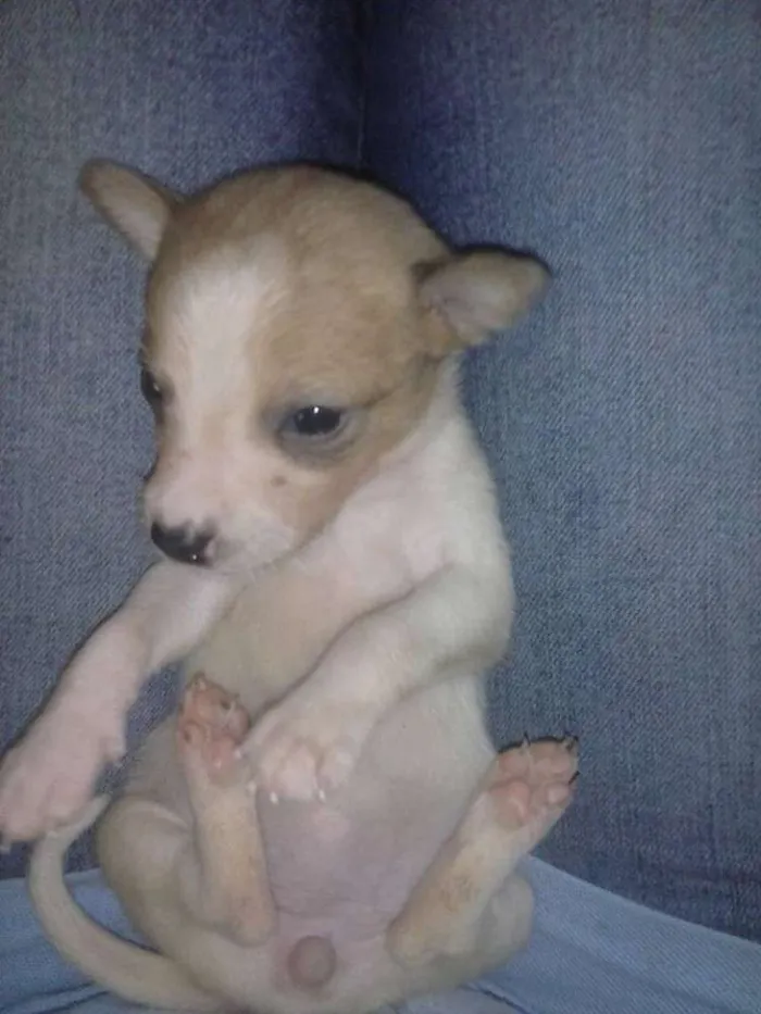 Cachorro ra a vira lata idade  nome Vaquinha