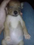 Vaquinha