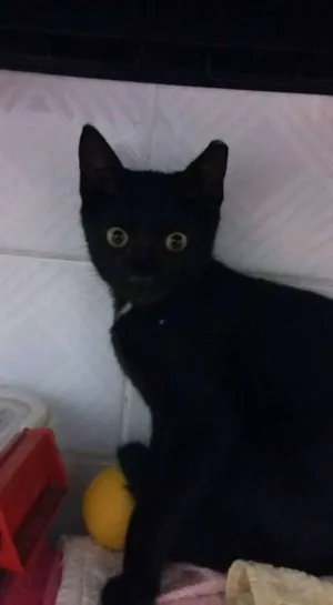 Gato raça SRD idade 2 a 6 meses nome Jack