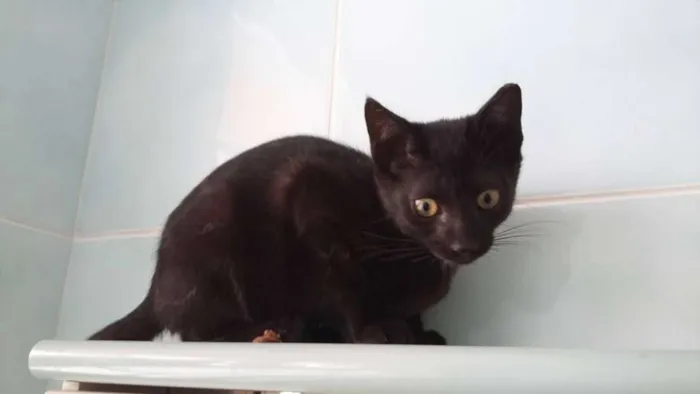 Gato ra a SRD idade 2 a 6 meses nome Jack