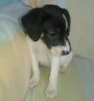 Cachorro raça indefinida idade 2 a 6 meses nome taco